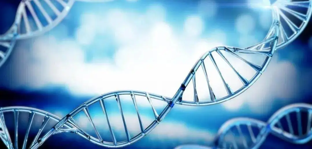 Genetic factors - tooth eruption