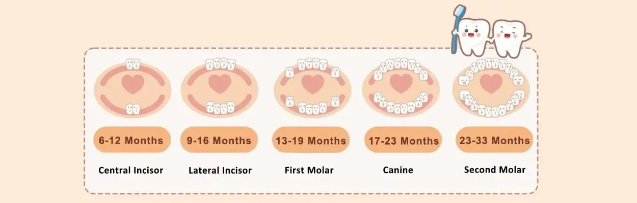 Tooth eruption time