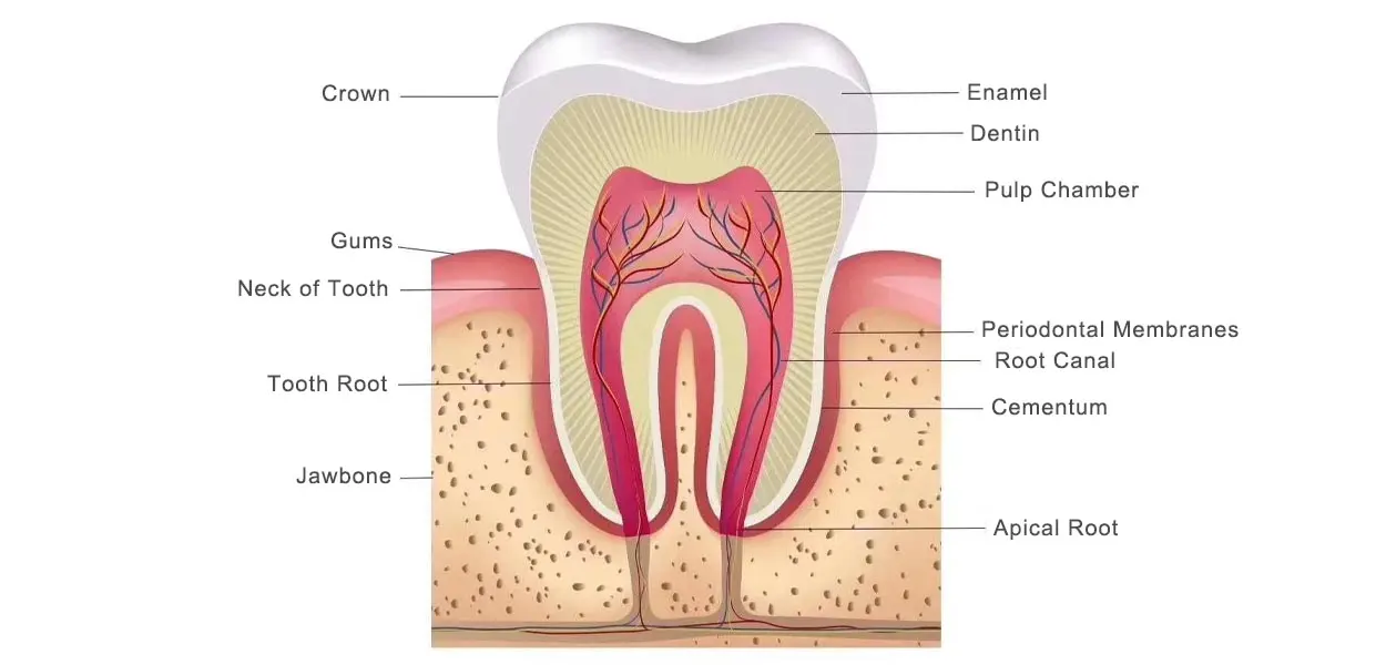the basic structure of teeth - what are teeth made of